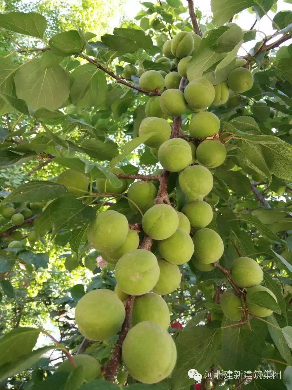 1624953951855384.jpg 7.jpg