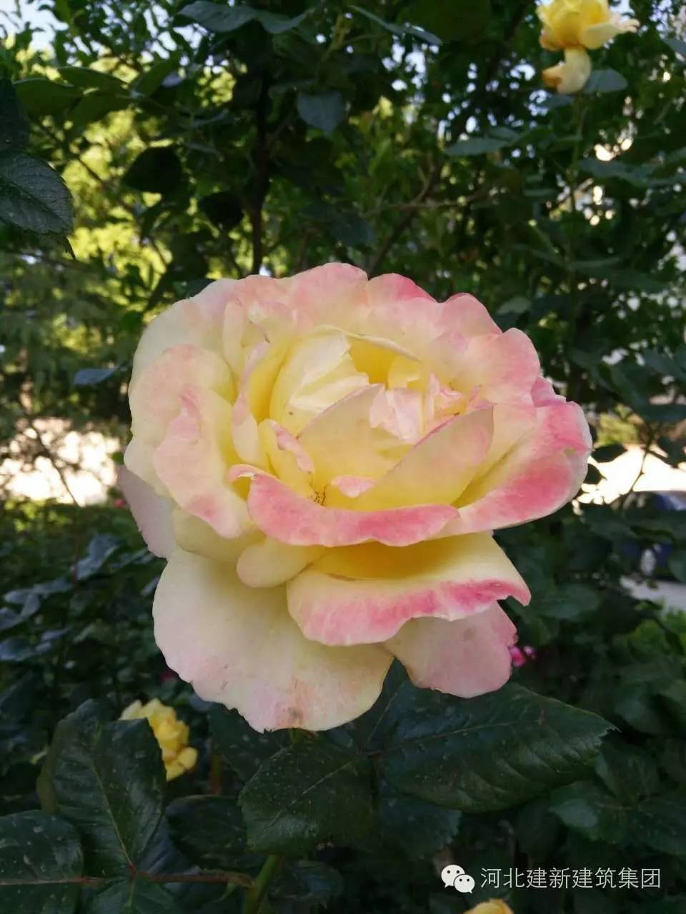 1624953954618480.jpg 8.jpg