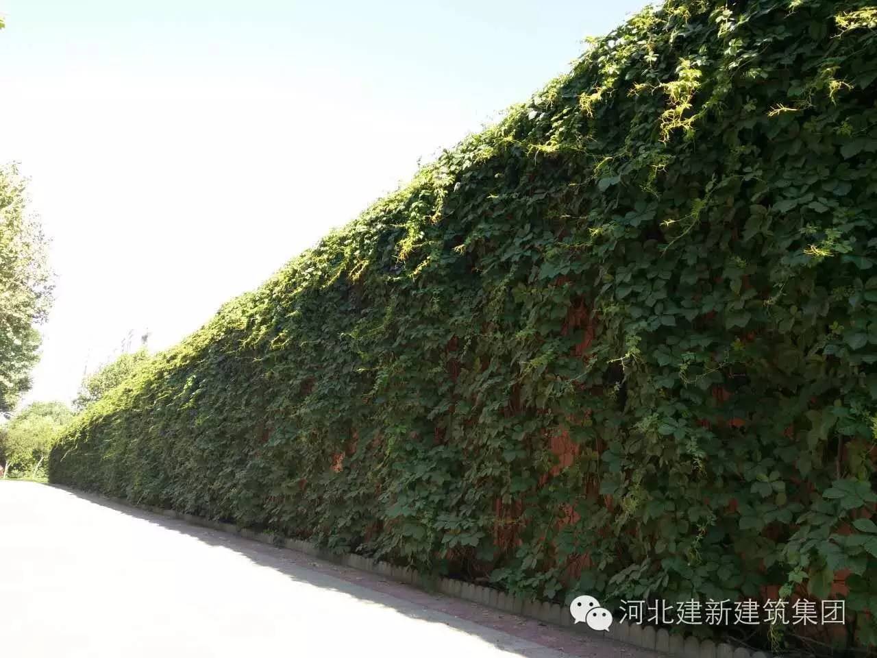 1624954049894993.jpg 18.jpg